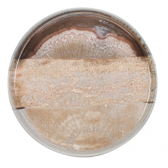 ΠΙΑΤΟ ΕΠΙΠΕΔΟ FLAT NATURA 29,5 CM NEW BONE CHINA